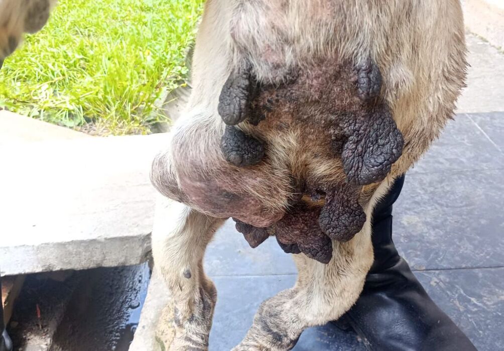Wanda no murió en vano 